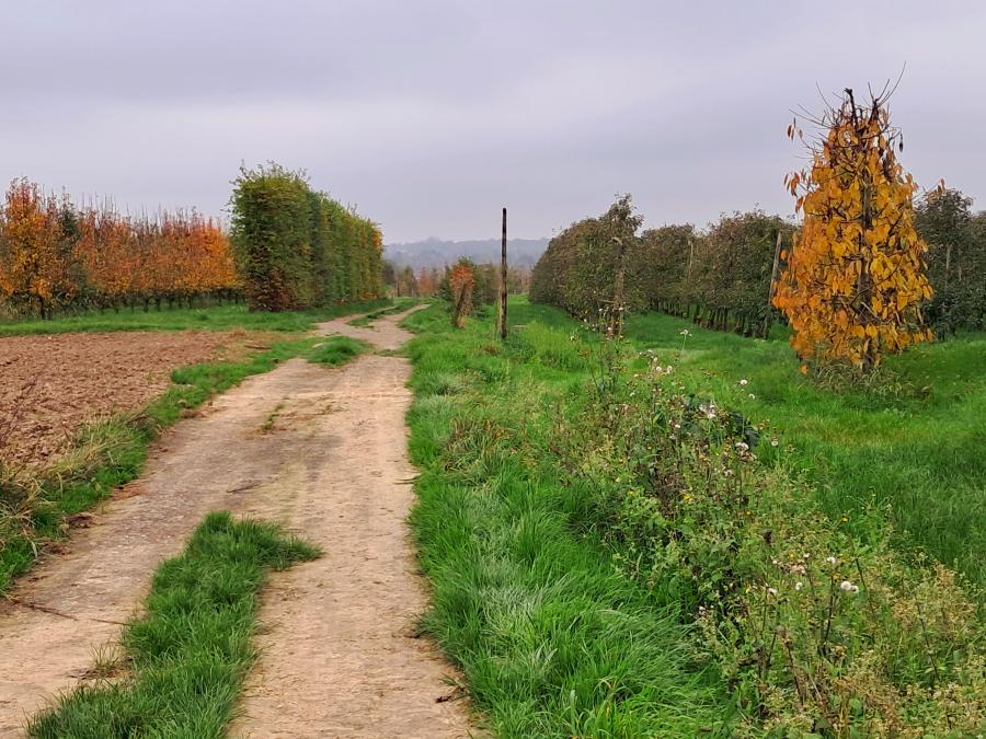 Haiku van 7 november...