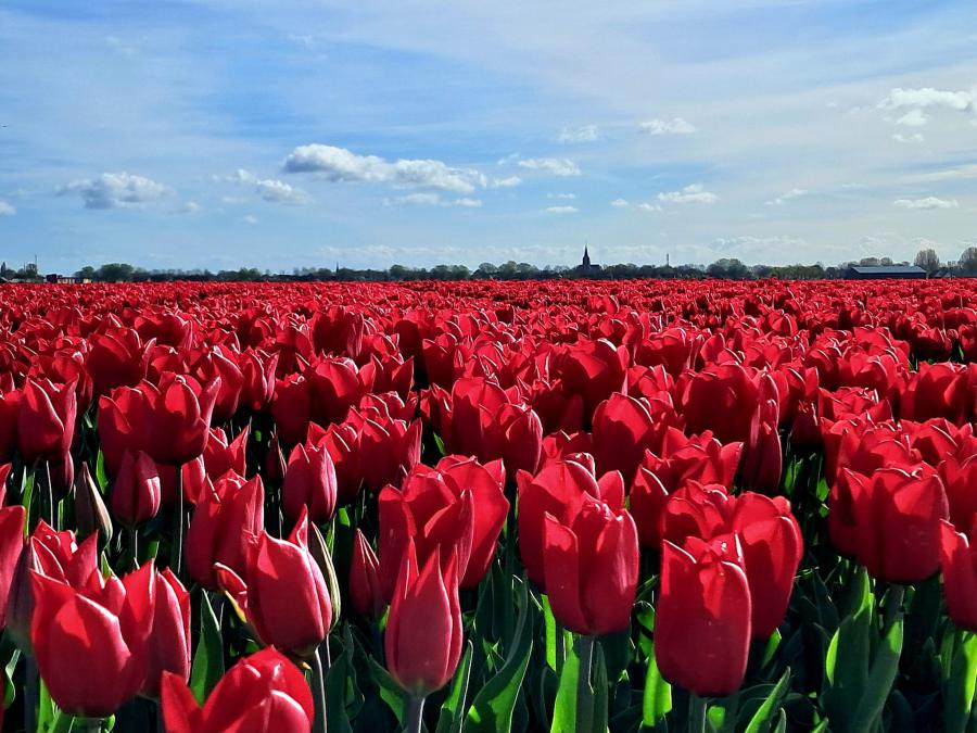 Meditatie: Ik vroeg en ik kreeg.