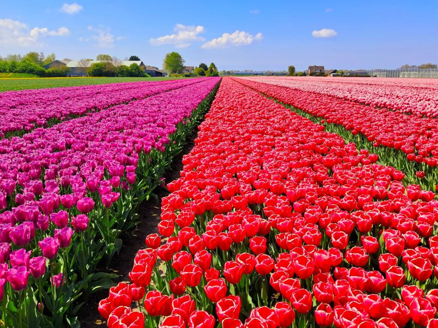 Haiku van 14 mei...