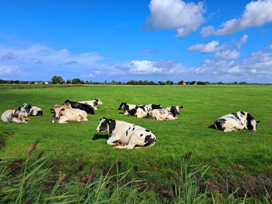 Haiku van 18 maart...