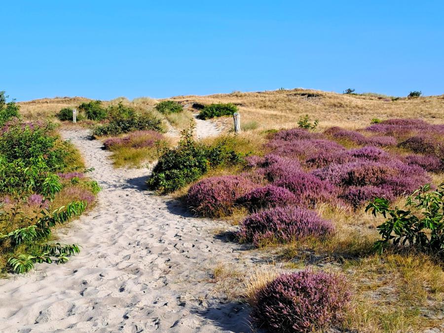 Meditatie: De vraag van Mozes.