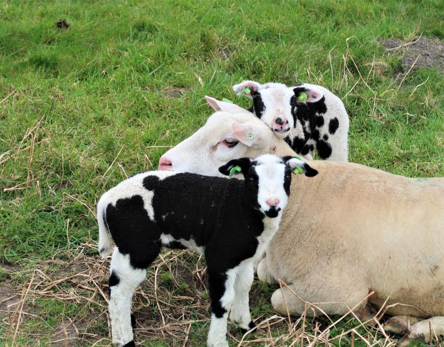 Haiku van 25 maart...