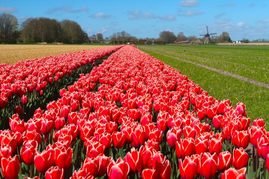 Haiku van 19 april...