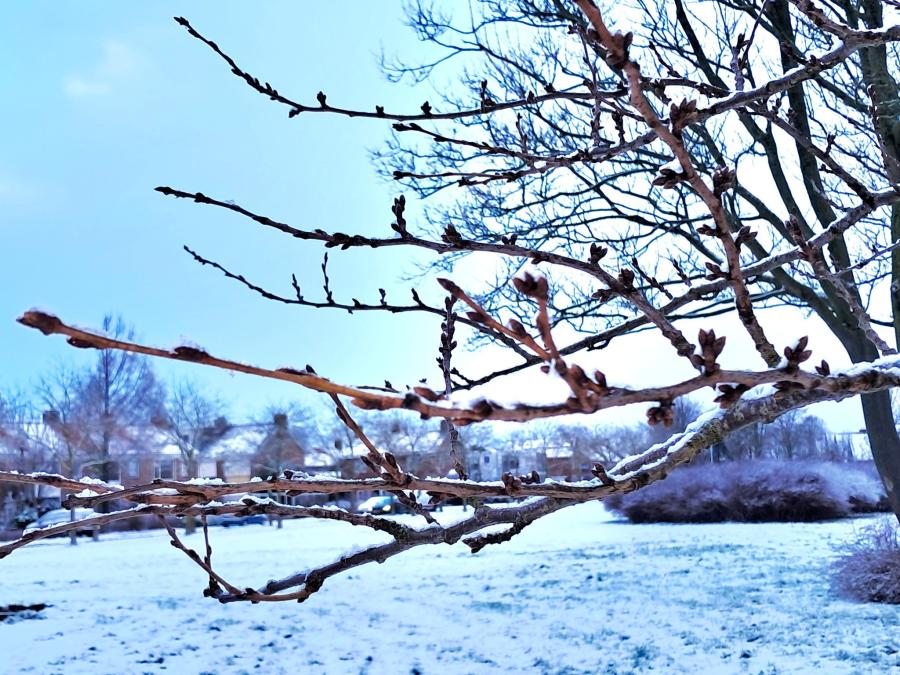 Haiku van 9 januari...