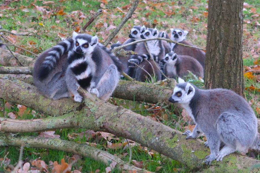 Haiku van 10 november... 