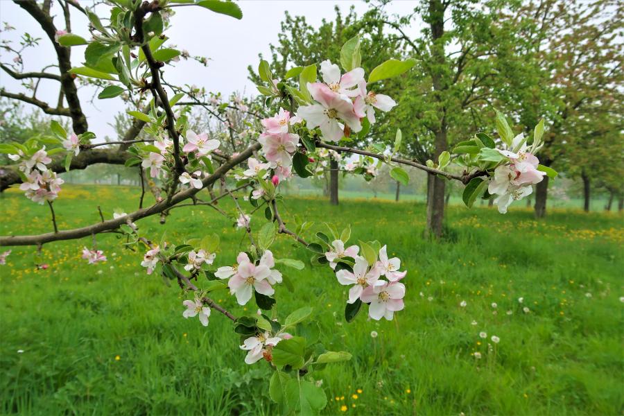 Haiku van 13 april...