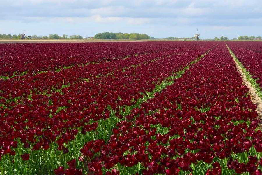Haiku van 11 mei...