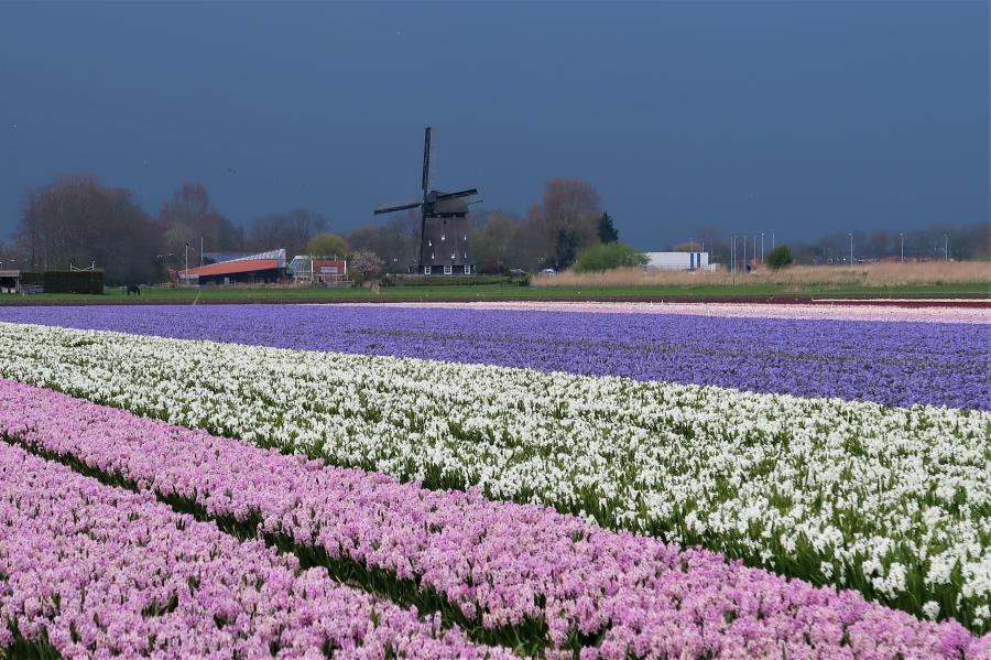 Haiku van 15 april...