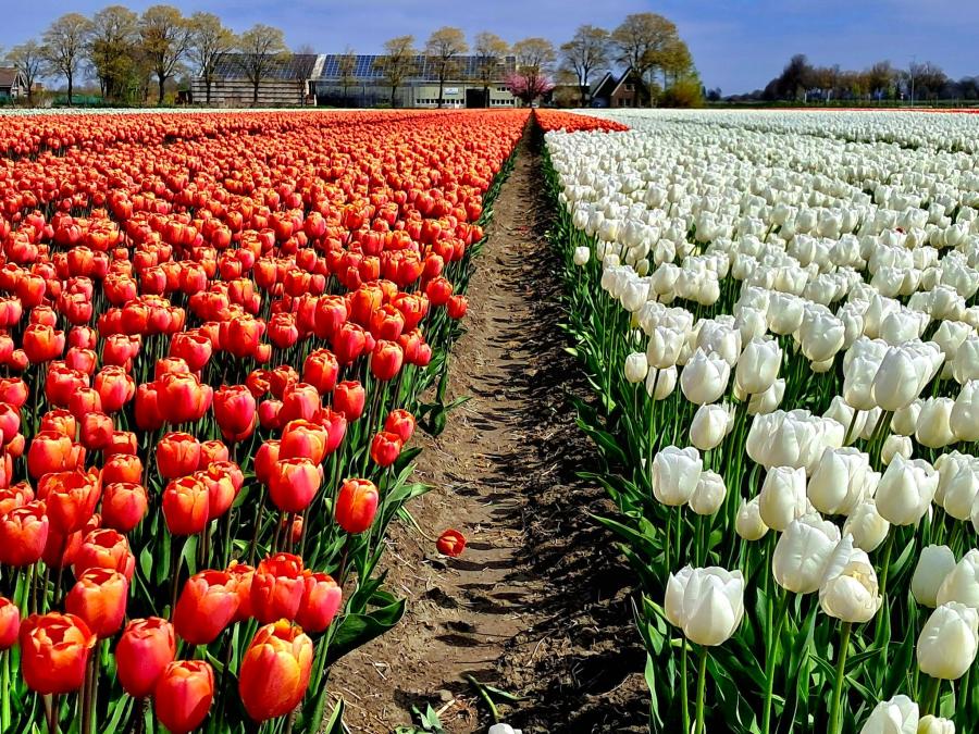 Haiku van 25 april...