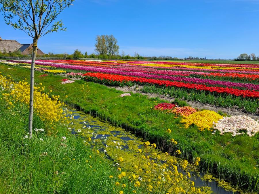 Haiku van 28 april...