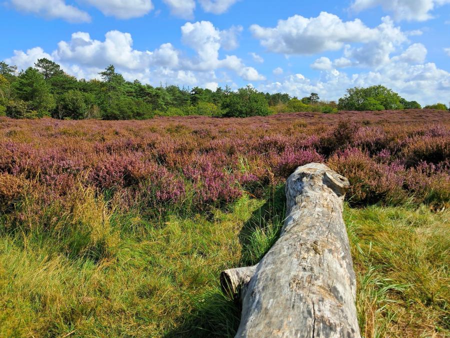 Meditatie: Acht Zaligheden