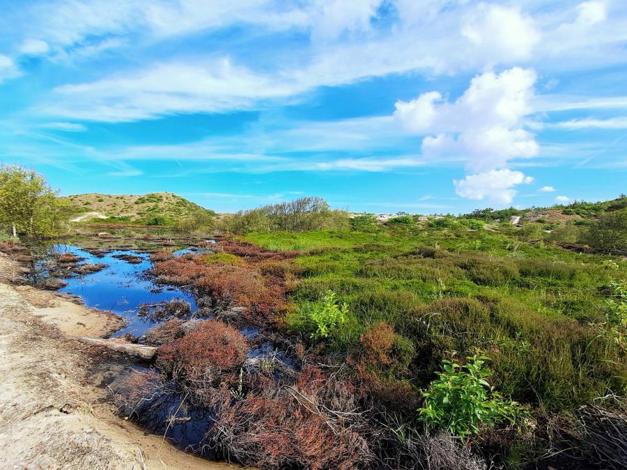 Haiku van 15 februari...