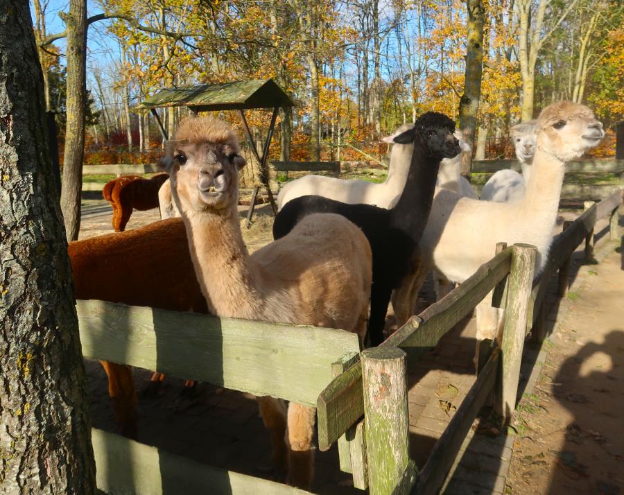 Haiku van 12 januari...